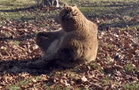 Rescue Bear Does Morning Stretches