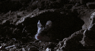 grasshopper mouse GIF by Head Like an Orange