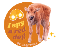 EcologyProjectInternational bison yellowstone reddog yellowstonenp Sticker