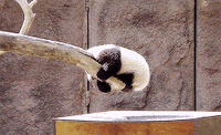panda bear GIF