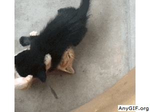 cats playing GIF