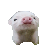 pig STICKER by imoji