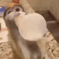 Baby Monkey Bottle GIF