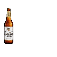 Beer Bier Sticker by radeberger