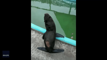 Rescued Seal Spotted 'Dancing' in Uruguay