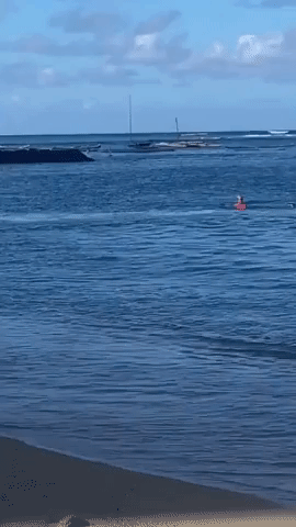 Endangered Nursing Monk Seal Attacks Swimmer at Honolulu Beach