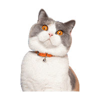 British Shorthair Cat Sticker by Cheshire & Wain