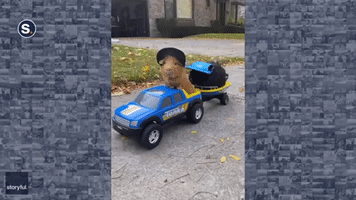 Trendy Guinea Pigs Cruise in Toy Truck and Boat