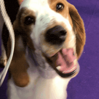 dog show GIF by Westminster Kennel Club