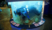 Cleaning Dive GIF by Monterey Bay Aquarium