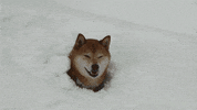 Playing Shiba Inu GIF