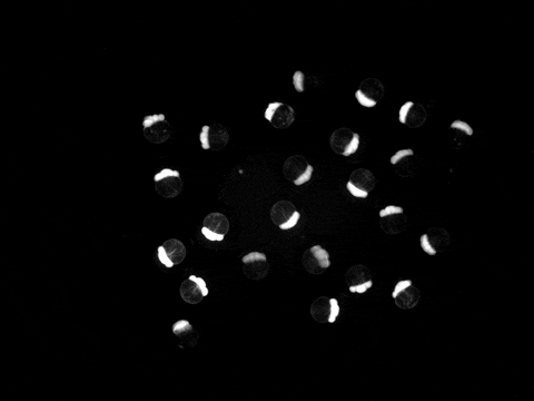 StowersSocialMedia giphyupload GIF