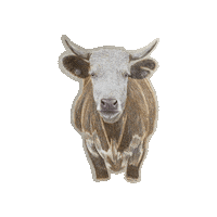 Cow Bull Sticker