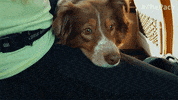 The Pack Dogs GIF by Amazon Prime Video