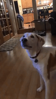 Dog's Chew Toy Sounds Like Demon in Slow Motion Video