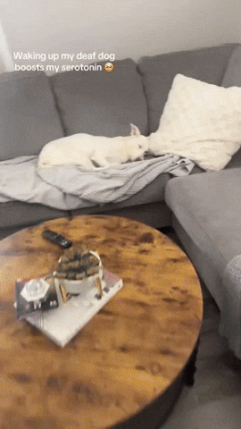 cuteanimalland giphyupload GIF