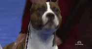 national dog show 2018 GIF by NBC