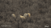 Bear America GIF by Nat Geo Wild
