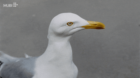 Barry Keoghan Bird GIF by MUBI