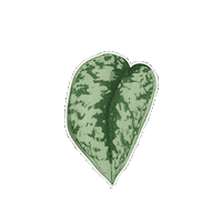 Plant Sticker by Hankō