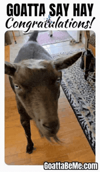 Celebrate Well Done GIF by Goatta Be Me Goats! Adventures of Java, Toffee, Pumpkin and Cookie!