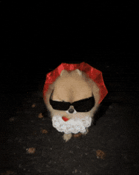 Dog Halloween GIF