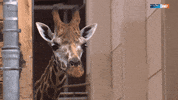 giraffe GIF by Mitteldeutscher Rundfunk