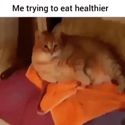 cat eating healthy GIF by beinglatino