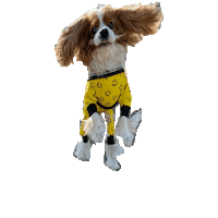Happy Dogs Sticker