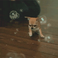 chihuahua GIF