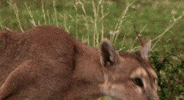 Mountain Lion Cougar GIF
