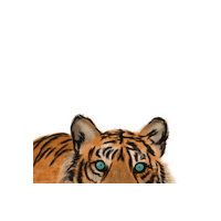 Eyes India Sticker