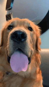 Visitphillyabbystyle dog comedy shocked confused GIF
