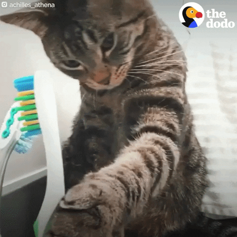 Cat GIF by The Dodo