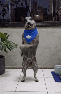 Dance Dog GIF by Tornado - Blue Heeler