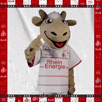 1 Fc Cologne Football GIF by 1. FC Köln