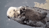 things otter GIF by ViralHog
