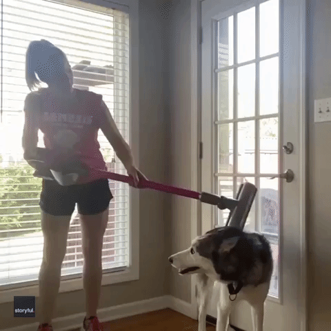 Woman Grooms 'Heavy-Shedding' Husky Using Vacuum