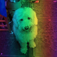 Yuki GIF
