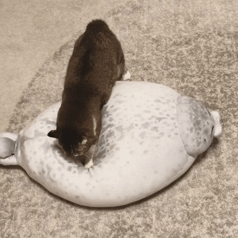 cuteanimalland giphyupload GIF