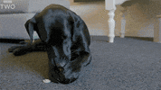 bbc dog puppy ball bbc GIF