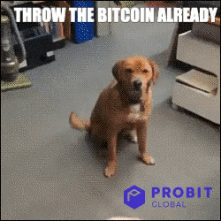 Dog Crypto GIF by ProBit Global