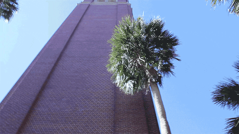 palm trees sun GIF by University of Florida