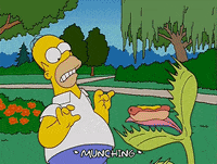 homer simpson GIF