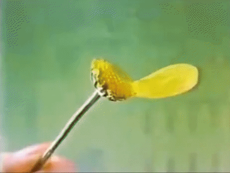 LowPursuit giphyupload lowpursuit coffee cheek GIF