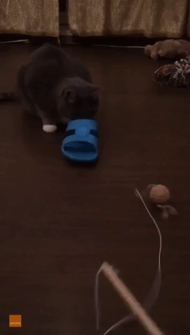 Silly Kitty Pokes Head Through Slipper at Play Time