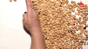 Peanut Butter Facts GIF by BuzzFeed
