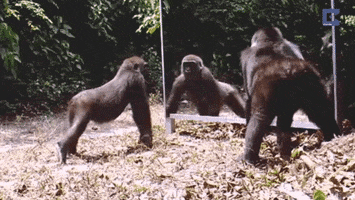 monkey GIF by chuber channel