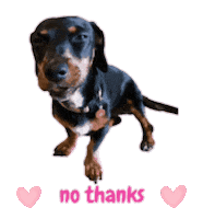 No Thanks Nuggie Sticker