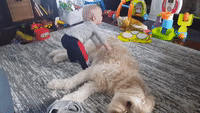 Little Boy Tries to Have Nap on Fluffy Dog